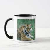 24103189 TASSE (Links)