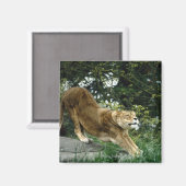 24114343 MAGNET (Vorderseite/Rückseite)