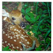 24114390 FLIESE (Vorderseite)