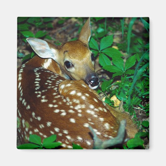 24114390 MAGNET (Vorne)