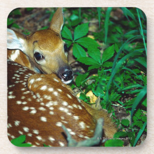 24114390 UNTERSETZER