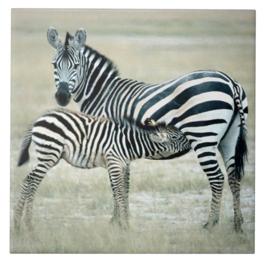 24114480 FLIESE (Vorderseite)