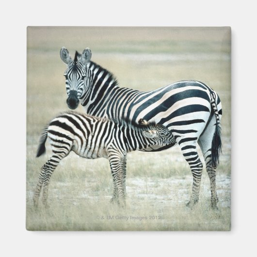 24114480 MAGNET (Vorne)