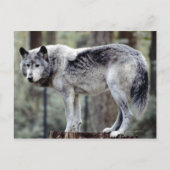 24114488 POSTKARTE (Vorderseite)