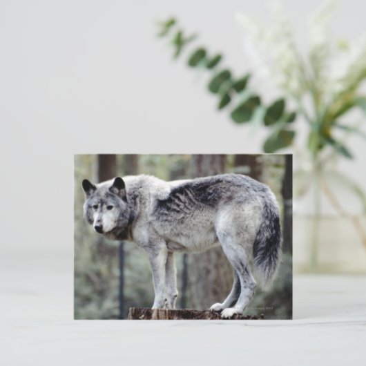 24114488 POSTKARTE (Stehend Vorderseite)