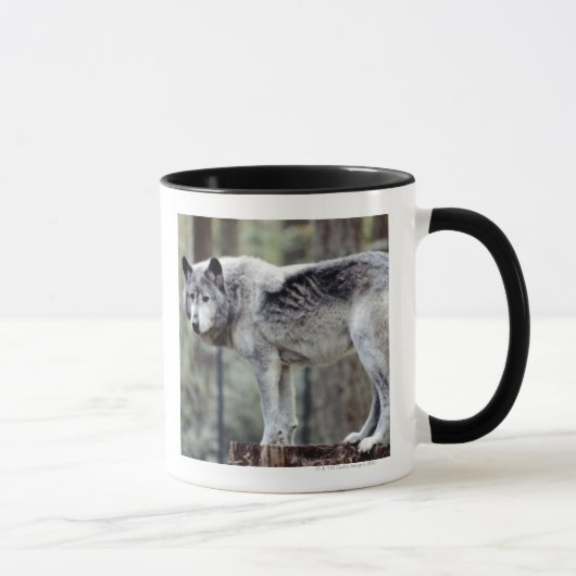 24114488 TASSE (Rechts)