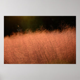 24×16 Pink Muhly Jeju-do Südkorea Fotoabzug Poster