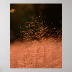 24×30 Pink Muhly Jeju-do Südkorea Fotoabzug Poster