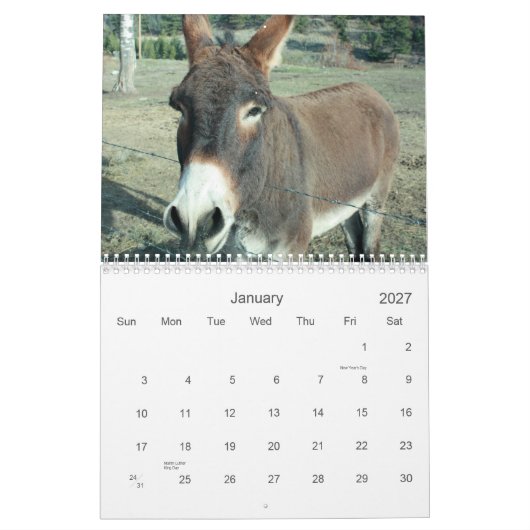 24-monatiger Darling Donkey-Kalender Kalender (Jan 2027)
