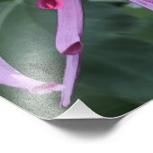 24"x24" Chrysanthemum Fotodruck (Ecke)