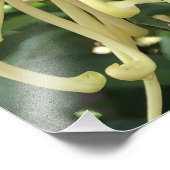 24"x24" Chrysanthemum Fotodruck (Ecke)