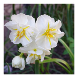 24"x24" Miniatur-Narzissen Fotodruck