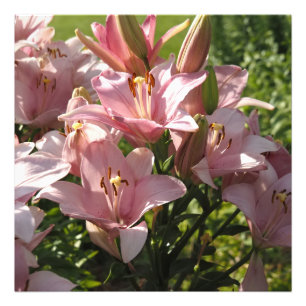 24"x24" rosa Lilien Fotodruck