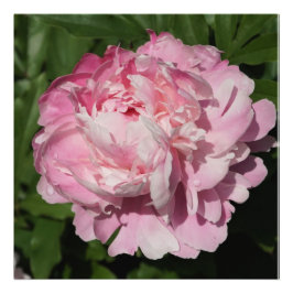 24"x24" Rosa Peony Fotodruck