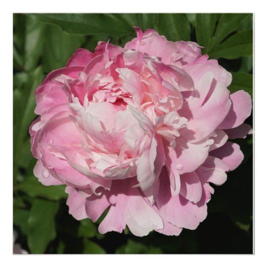 24"x24" Rosa Peony Fotodruck (Vorne)