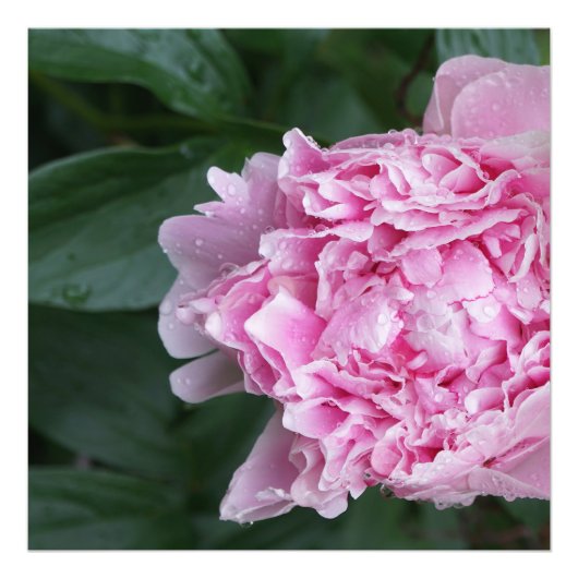 24"x24" Rosa Peony Fotodruck (Vorne)