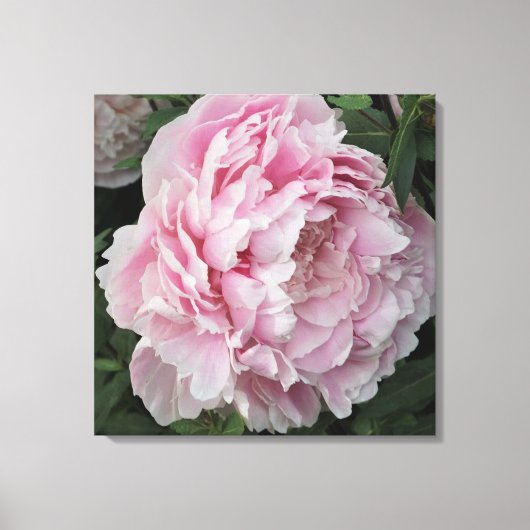 24"x24" Rosa Peony Leinwanddruck (Vorderseite)