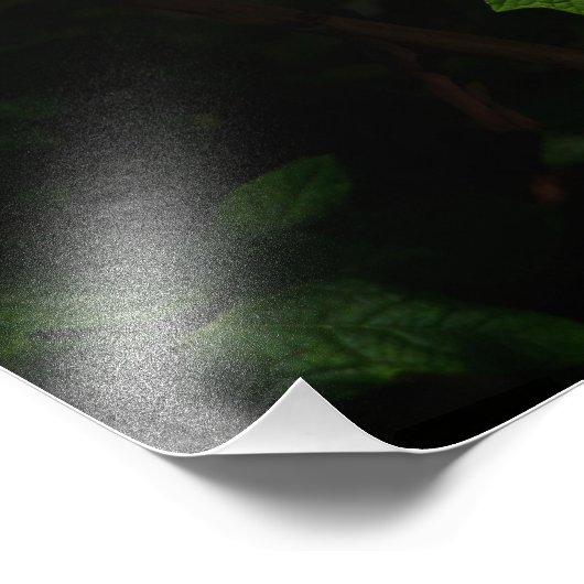 24"x36" Oakleaf Hydrangea Fotodruck (Ecke)