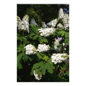 24"x36" Oakleaf Hydrangea Fotodruck (Vorne)