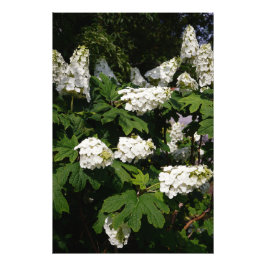 24"x36" Oakleaf Hydrangea Fotodruck