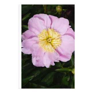 24"x36" Pink Peony Fotodruck
