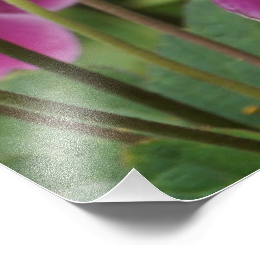 24"x36" rosa Anemonen Fotodruck (Ecke)