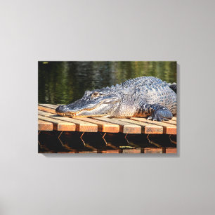 24x16 Alligator bei Homosassa Springs Wildlife Par Leinwanddruck