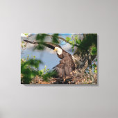 24x16 Bald-Adler verlassend Nest Leinwanddruck (Vorderseite)
