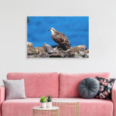 24x16 Osprey auf den Felsen Leinwanddruck (Insitu (Wohnzimmer))
