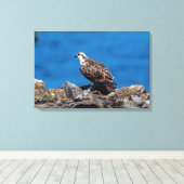24x16 Osprey auf den Felsen Leinwanddruck (Insitu (Holzboden))