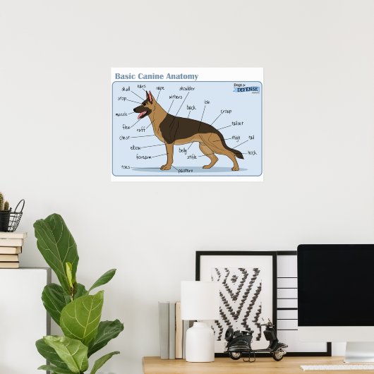 24x18 Canine Anatomie Poster (Heimbüro)