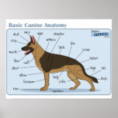 24x18 Canine Anatomie Poster (Vorne)