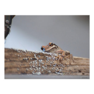 24X18 Content Pacific Tree Frog Erholungen auf Lic Fotodruck