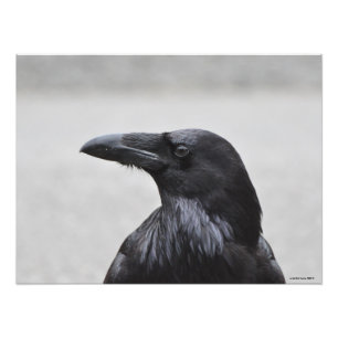 24X18 Raven the Magnificent! Fotodruck