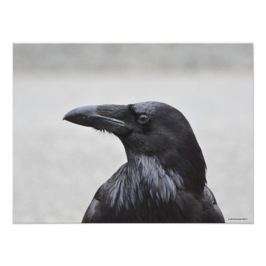 24X18 Raven the Magnificent! Fotodruck (Vorne)