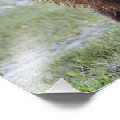 24x18 Satin Foto von Grizzlybär (Ecke)