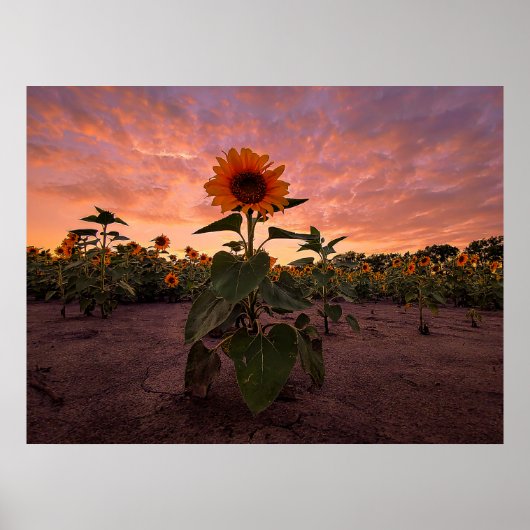 24x18-Wall-Poster Poster (Vorne)