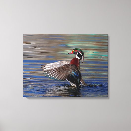24x18 Wing Flapping Wood Duck Leinwanddruck (Vorderseite)