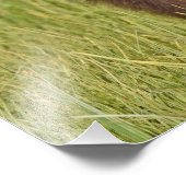 24x24 Satin Foto von Grizzlybär (Ecke)