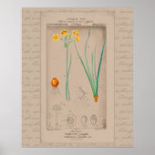 24X30 Französisch Botanische Illustration Daffodil Poster (Vorne)