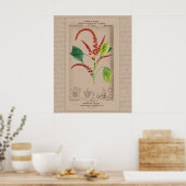 24X30 Französische botanische Illustration Amarant Poster (Küche)