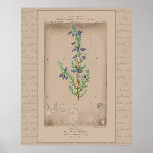 24X30 Französische botanische Illustration Bell He Poster (Vorne)