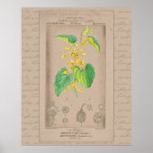 24X30 Französische botanische Illustration Birthwo Poster (Vorne)