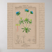 24X30 Französische botanische Illustration Blaues 