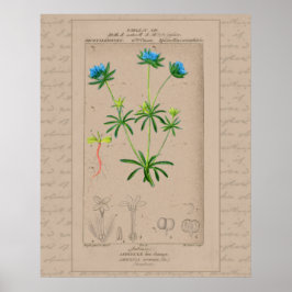 24X30 Französische botanische Illustration Blaues Poster