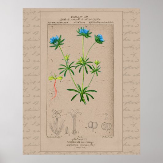 24X30 Französische botanische Illustration Blaues Poster (Vorne)