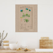 24X30 Französische botanische Illustration Blaues  Poster (Küche)