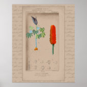 24X30 Französische botanische Illustration Poster (Vorne)
