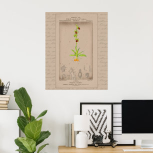 24X30 Französische botanische Illustration Spinnen Poster