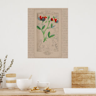 24X30 Französische botanische Illustration Süße Er Poster